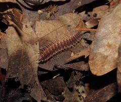 Pseudopolydesmus pinetorum