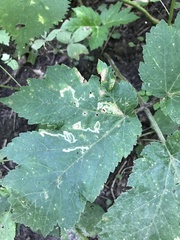 Phytomyza spondylii group