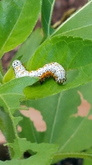 Pyrrhia