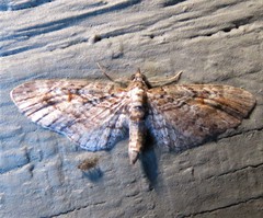 Eupithecia graefii