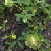 Trifolium cyathiferum - Photo (c) faerthen, algunos derechos reservados (CC BY-NC), uploaded by faerthen