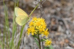 Colias canadensis