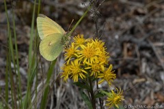 Colias canadensis