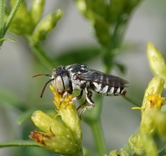 Coelioxys coturnix