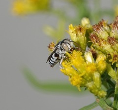 Coelioxys coturnix