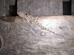 Hemidactylus