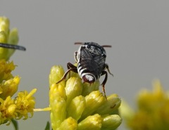 Coelioxys coturnix