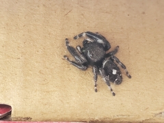 Phidippus audax