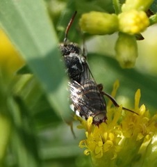 Coelioxys coturnix