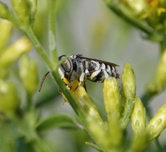 Coelioxys coturnix