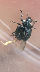 Hippodamia moesta moesta