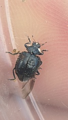 Hippodamia moesta moesta