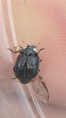 Hippodamia moesta moesta