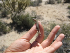 Xantusia vigilis