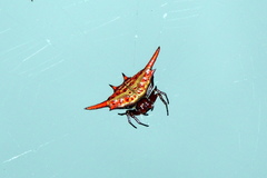Gasteracantha versicolor