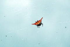 Gasteracantha versicolor