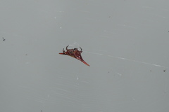 Gasteracantha versicolor
