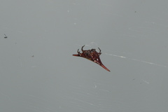 Gasteracantha versicolor