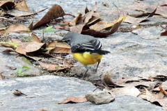 Motacilla flaviventris