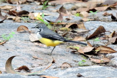 Motacilla flaviventris