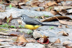 Motacilla flaviventris