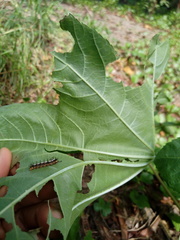 Ariadne ariadne