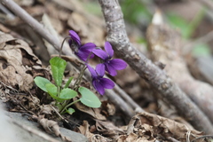 Viola somchetica