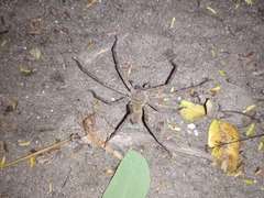 Sparassidae