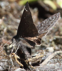 Erynnis propertius