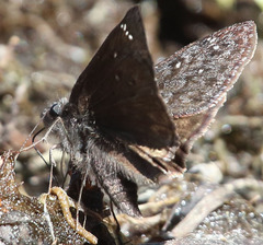 Erynnis propertius