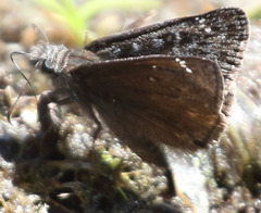 Erynnis propertius
