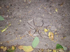 Sparassidae