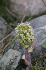 Petasites albus