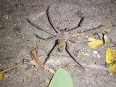 Sparassidae