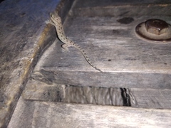 Hemidactylus