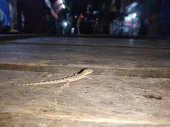 Hemidactylus