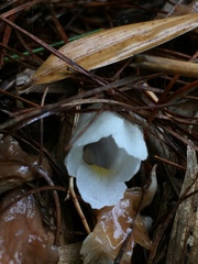 Christisonia hookeri