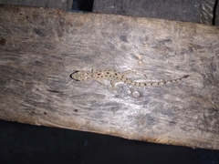 Hemidactylus