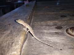 Hemidactylus