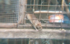 Rattus rattus