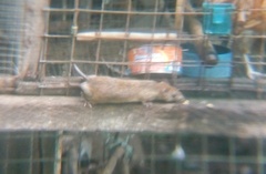 Rattus rattus