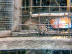 Rattus rattus