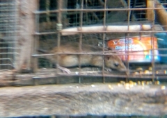Rattus rattus