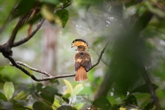 Onychorhynchus coronatus