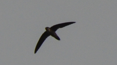 Chaetura vauxi richmondi