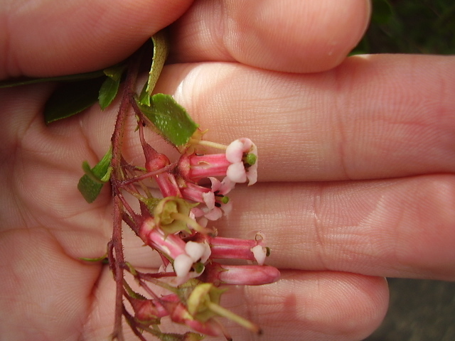 Pink Princess Escallonia