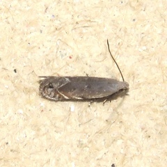 Battaristis concinnusella