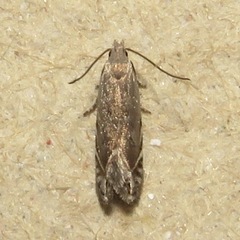 Battaristis concinnusella