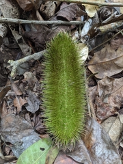Bignonia sciuripabulum