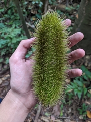 Bignonia sciuripabulum